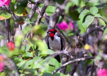 Red-capped Cardinal