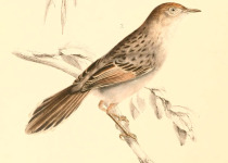 Red-capped Cisticola