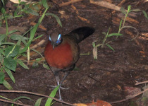 Red-capped Coua