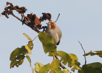 Red-capped Crombec