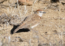 Red-capped lark
