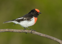 Red-capped Robin