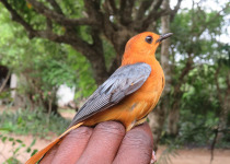 Red-capped Robin-Chat