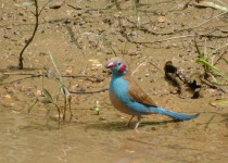 Red-cheeked Cordon-bleu