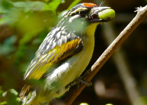 Red-cheeked Wattle-eye