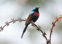 Red-chested Sunbird