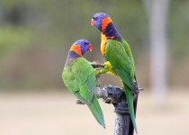 Red-collared Lorikeet