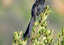 Red-collared Widowbird