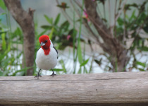 Red-cowled Cardinal