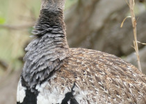 Red-crested Bustard
