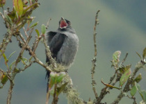 Red-crested Cotinga