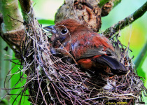 Red-crested Finch
