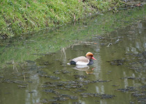 Red-crested Pochard