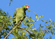 Red-crowned Parrot