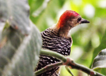 Red-crowned Woodpecker