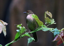 Red-eyed Bulbul