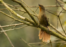 Red-eyed Thornbird