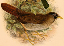 Red-eyed Thrush