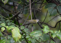 Red-eyed Vireo