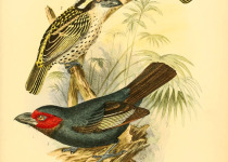 Red-faced Barbet