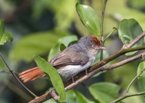 Red-faced Cisticola