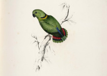 Red-faced Lovebird