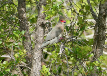 Red-faced Mousebird