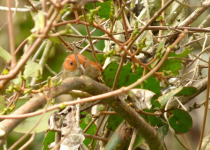 Red-faced Spinetail