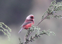 Red-faced Warbler