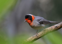 Red-faced Warbler