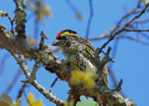 Red-fronted Barbet
