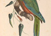 Red-fronted Macaw