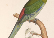 Red-fronted Parakeet