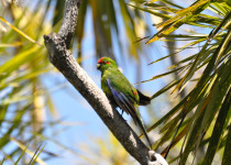 Red-fronted parakeet