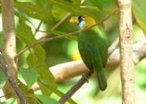 Red-headed Barbet