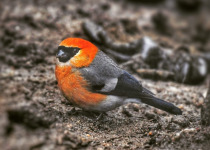 Red-headed Bullfinch