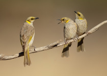 Red-headed Honeyeater