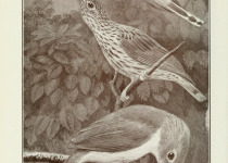 Red-headed Parrotbill