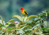 Red-headed Tanager
