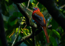Red-headed Trogon