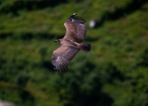 Red-headed Vulture