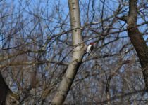 Red-headed Woodpecker