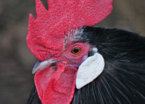 Red Junglefowl