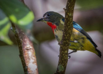 Red-keeled Flowerpecker