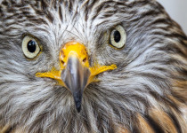 Red Kite