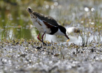 Red-kneed Dotterel