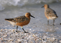 Red Knot
