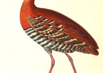 Red-legged Crake