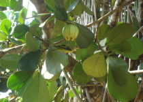 Red-legged Honeycreeper