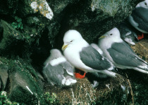 Red-legged kittiwake